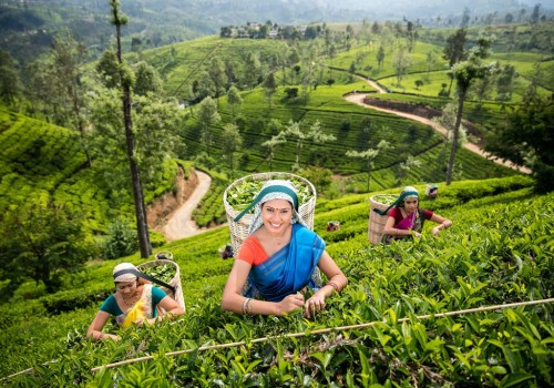 Những trải nghiệm nên thử khi du lịch Sri Lanka